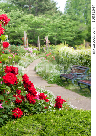 park, rose, flora