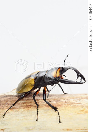 stag beetle, summer day, an arthropod