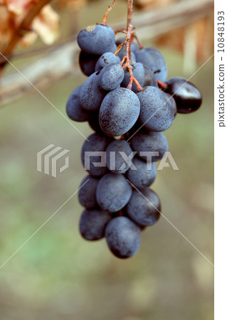 ripe grapes moldova