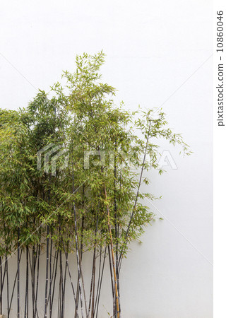 bamboo on white background