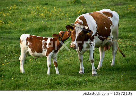 cow and calf