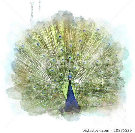 鸟儿 孔雀 插图 peacock 首页 插图 动物_鸟儿 鸟儿 孔雀 peacock