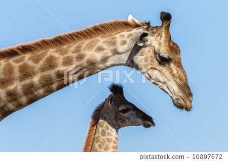 图库照片: giraffe calf affections blue sky wildlife