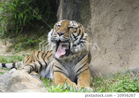 animal/bird land_animal tiger photo tiger, tigers, yawning home