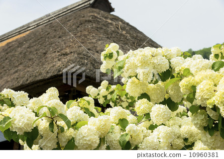 stock photo: odori in oda no owari flower