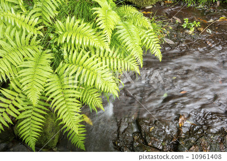 fern, swamp, flora