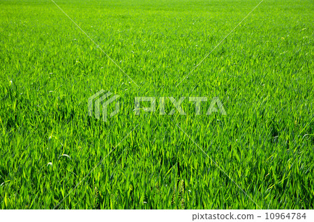 图库照片: green grass