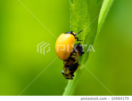 stock photo: emergence of ladybirds