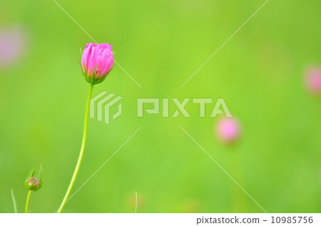 stock photo: bud, flower bud, cosmos