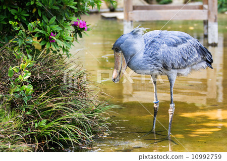 照片素材(图片): captive shoebill stork