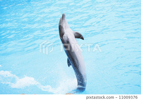 dolphin show-图库照片 [11009376] - pixta