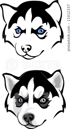 插图素材: blue-eyed husky puppy