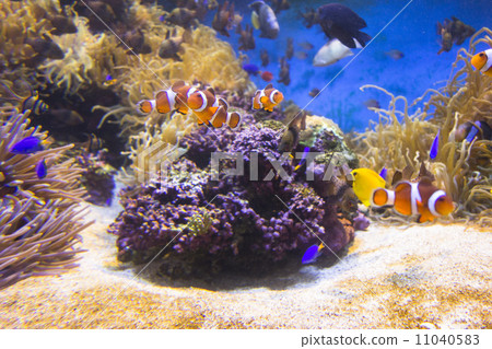 图库照片: 小丑anemonefish