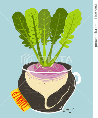 插图素材: growing turnip with green leafy top in container