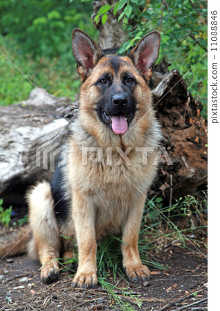 photo : german shepherd dog