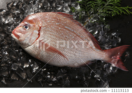 stock photo: sea bream, red sea bream, fish