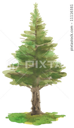 illustration : conifer, watercolor painting, pinetree