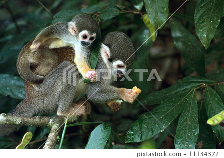 图库照片: squirrel monkey in amazon rainforest