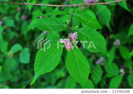 图库照片 紫式部 日本紫珠 六月的花