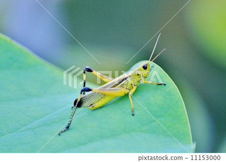 stock photo: porcupine grasshopper