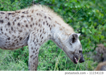 图库照片: spotted hyena