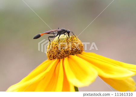 photo : eight, wasp, pot