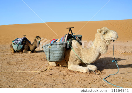 图库照片: two camels