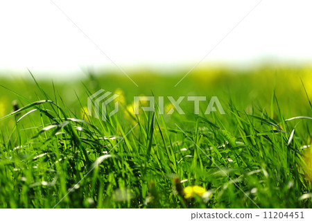 图库照片: green grass