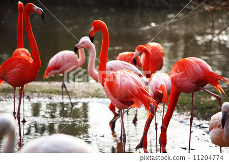 图库照片: flamingo