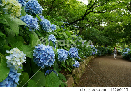 photo : sunny lane, path, road