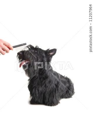 scottish terrier