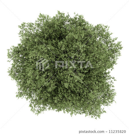 stock illustration: top view of english oak tree isolated on