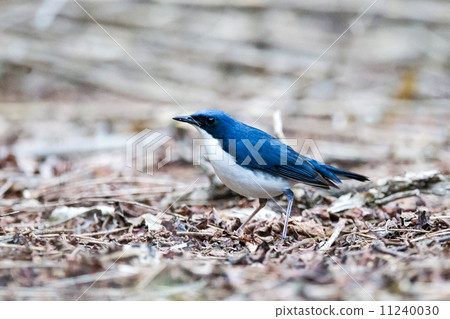 siberian blue robin, verdure, green