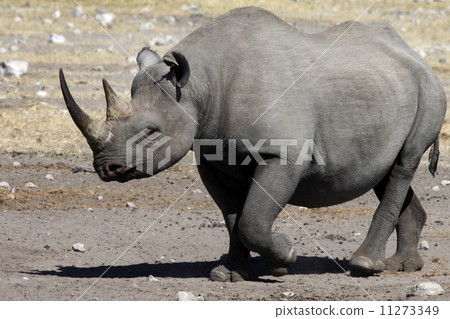 the black rhino,blackrhino 图库照片: black rhinoceros - namibia