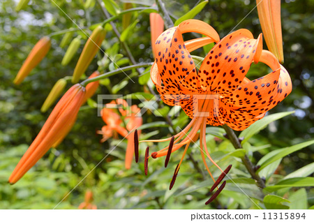 lilium lancifolium, tiger lily, orange