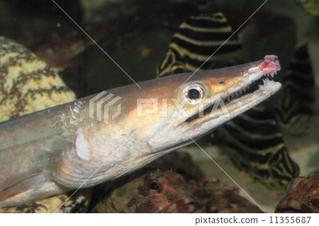 japanese conger, conger eel, up