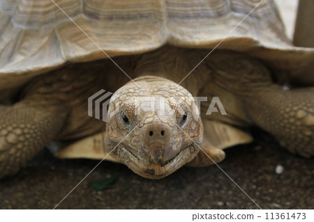 stock photo: tortoise, african spurred tortoise, cute