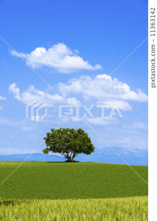 bieicho single tree rural landscape rural scene