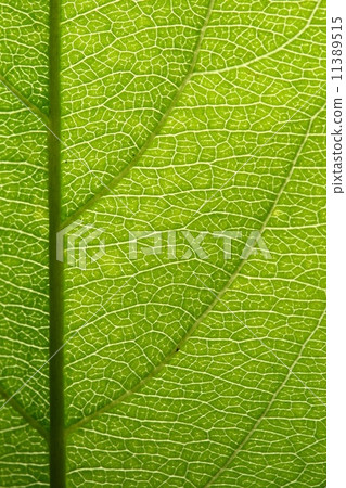 图库照片: green leaf vein