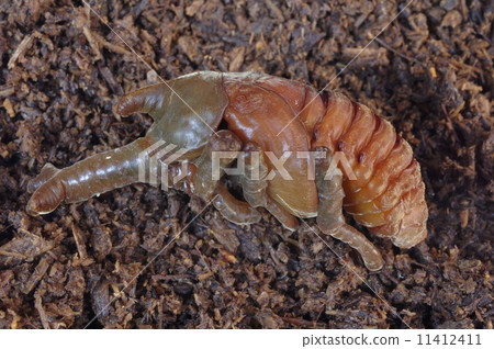 stock photo: beetle pupae (male)