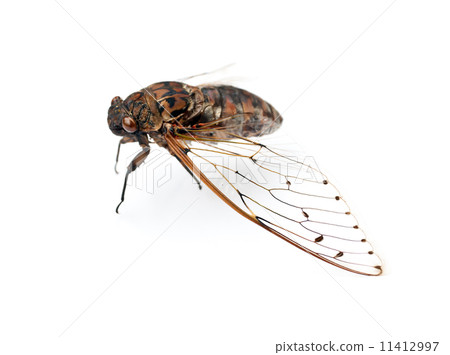 图库照片: cicada insect.