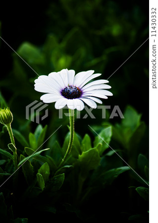 white gerbera daisy