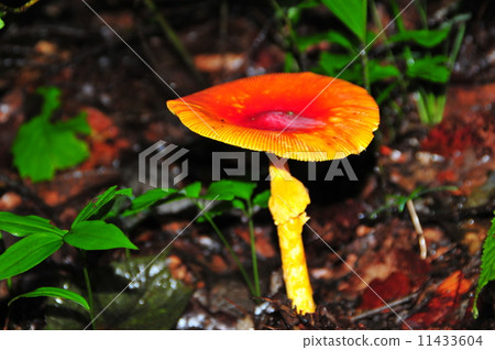 mushroom, amanita caesarea