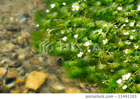 stock photo water crowfoot ranunculus aquatilis fukui