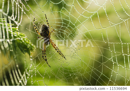 large spider in the web