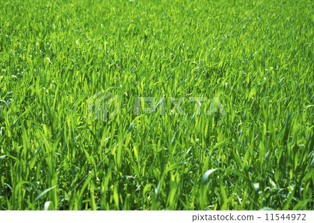 图库照片: grass field