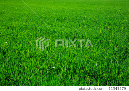 图库照片: green grass