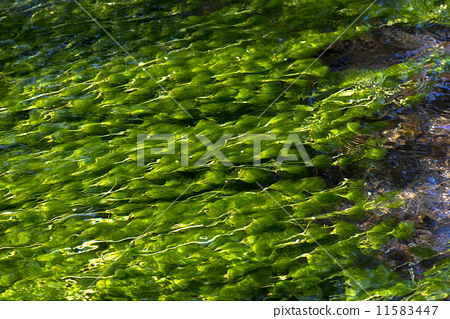 stock photo: waterweed, ranunculus aquatilis, daytime