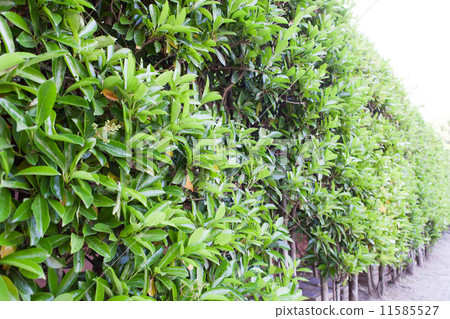 hedge, lobe, shrubbery