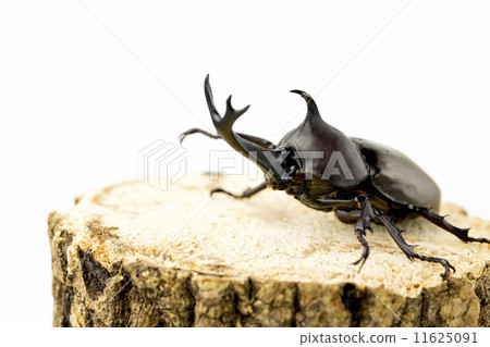 rhinoceros beetle, beetle, large scale